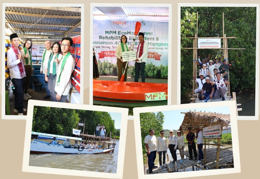 MPMX Honda Mangrove